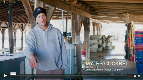 Little Wicomico Oysters on Made in Virginia