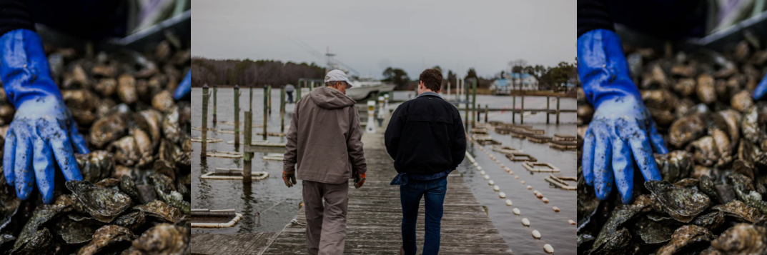 Chesapeake Bay Oyster Farm
