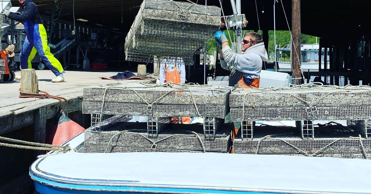 Image illustrating the process of how are oysters harvested.